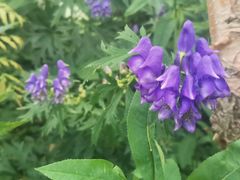 -白草畔自然风景区