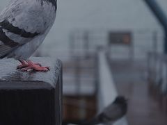 -淡水老街
