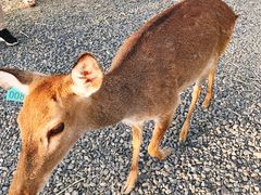-鹿境梅花鹿生态园区