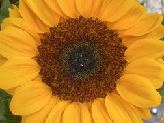 -花心思鲜花店(武昌徐东店)