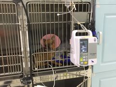 -莘程宠物医院(金山店)