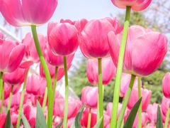 -洛阳郁金香牡丹园