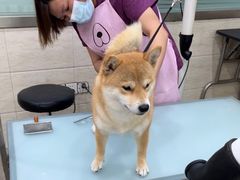 -暖阳宠物医院·犬猫康复中心·骨科