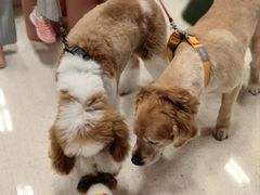 -帕帕拉兹宠物(亚洲旗舰店)