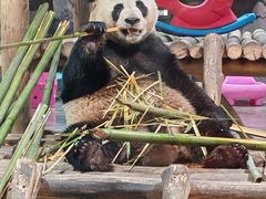 -栾川竹海野生动物园