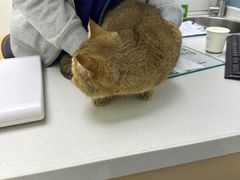 -柏萃动物医院·骨科·牙科