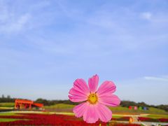 -莲花山花海