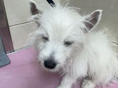 -北京观赏动物医院·24小时大型综合·猫专科·异宠专科