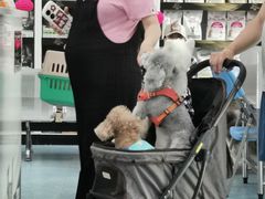 -北京赛佳动物医院