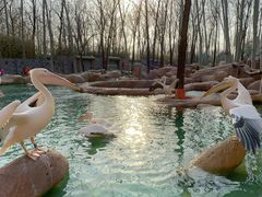 -北京野生动物园