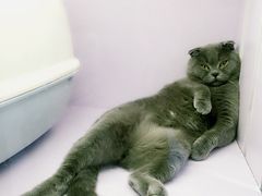 -喵的天空名猫咖啡馆·撸猫·猫舍·用品