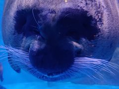 -上海海昌海洋公园