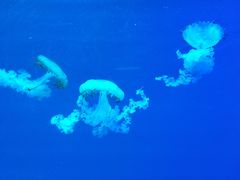 -福州罗源湾海洋世界旅游区