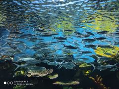 -华夏文旅海洋公园