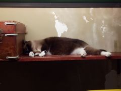 -猫咪博物馆(顶澳仔猫街店)