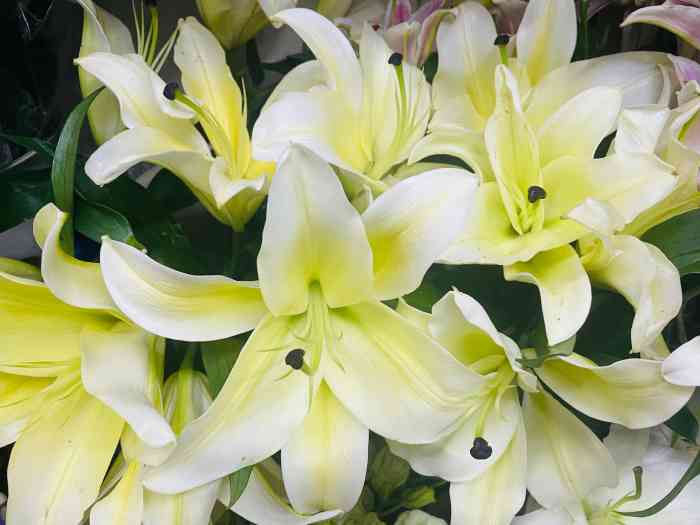 小萍花店-"临时起意想买一束花98 ,经过这家花店,."-大众点评移动版