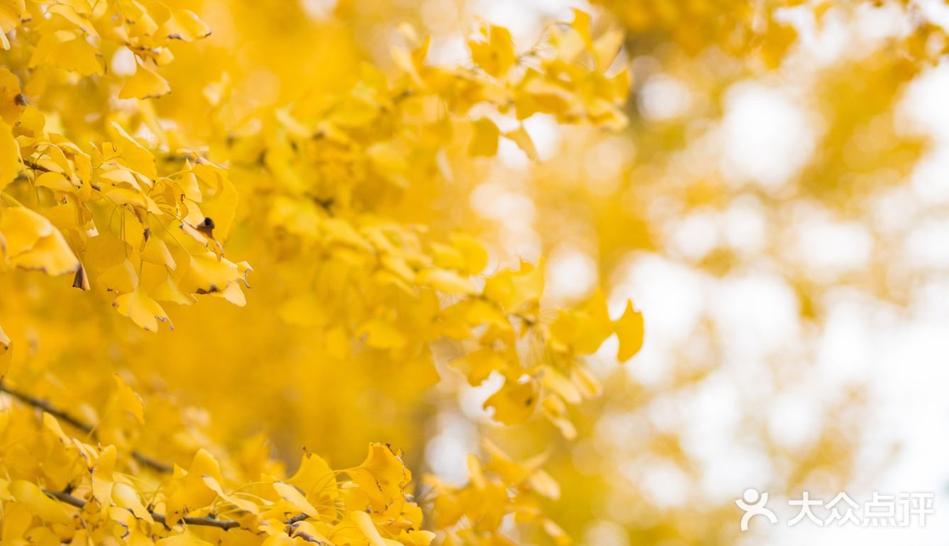 上海这片像身处国外公园的银杏林，竟如此的美🍂