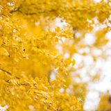 上海这片像身处国外公园的银杏林，竟如此的美🍂