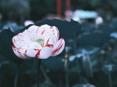 -陈家山荷花公园