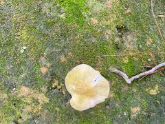 -广州市流溪河国家森林公园