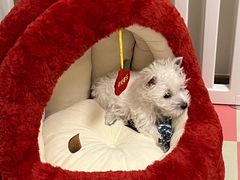 -翊宠yipet猫狗购宠庄园犬舍•猫舍