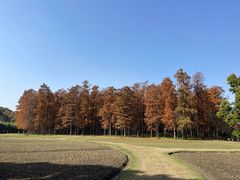 -上海共青森林公园