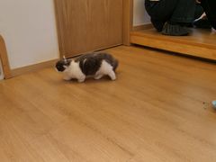 -猫腻·猫咖·撸猫馆(星光大道店)