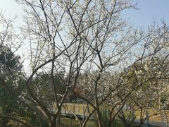 -昆山城市生态森林公园