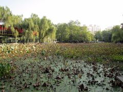 -莲湖公园