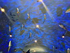 -海游荟·海洋文化餐厅(福田店)