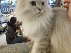 -平行世界·猫咖(首经贸店)