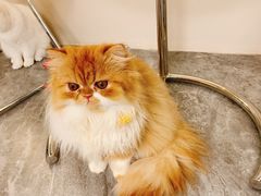 -More Fun猫咖 二十只万元加菲主题