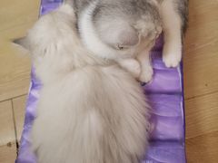 -猫咪派对(江南西店)