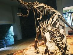 -自贡恐龙博物馆
