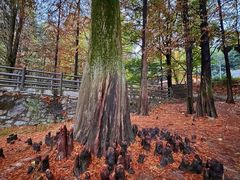 -天花井景区