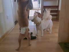 -柴犬小屋·柴餐厅·狗咖食堂(金鼎广场店)