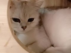 -共舞时光猫咖·狗咖(新街口店)