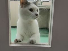 -瑞派宠物医院(搏威敦和院)