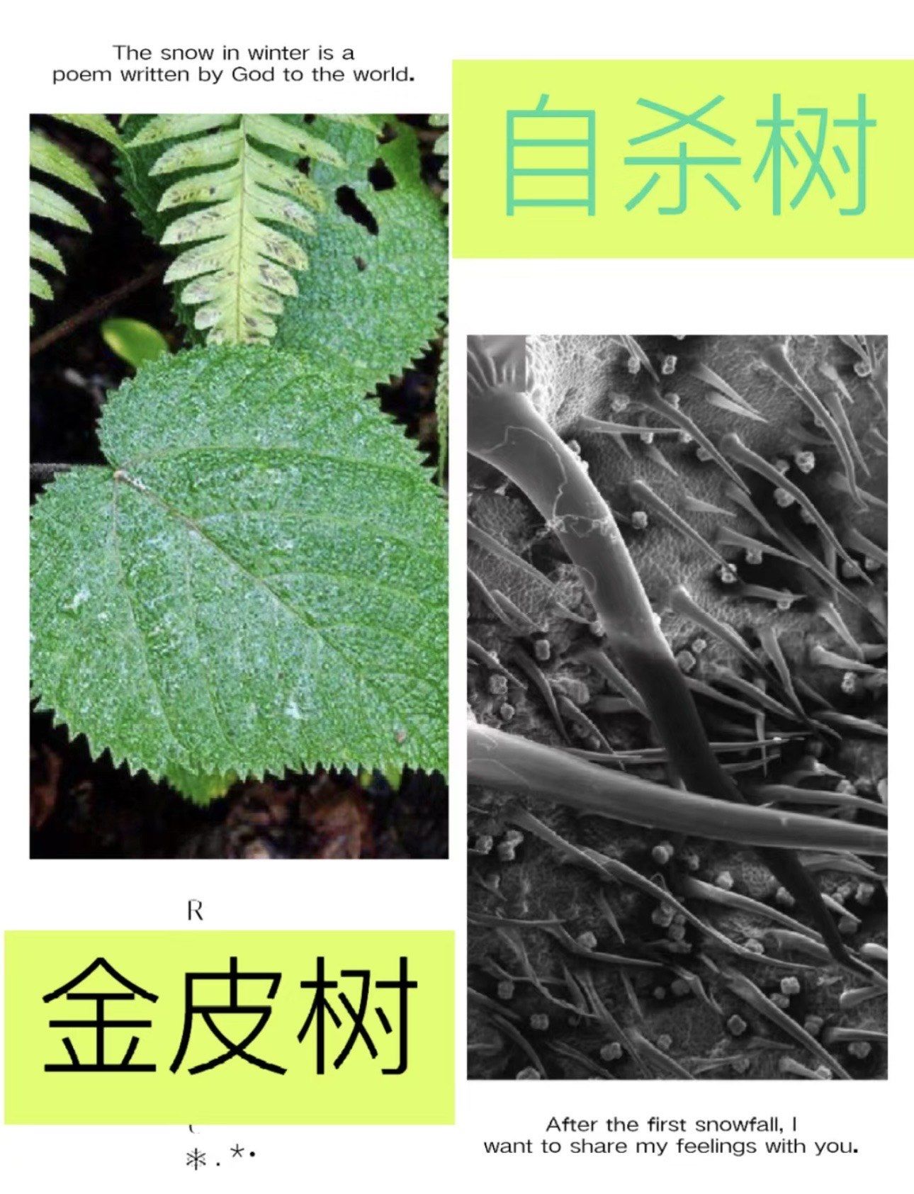 金皮树:令人痛不欲生的树,自杀树