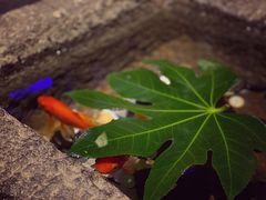 -赵记老铺(市府恒隆广场店)