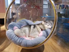 小苹果-Husky Go! 哈士奇体验馆·宠物咖啡厅狗咖