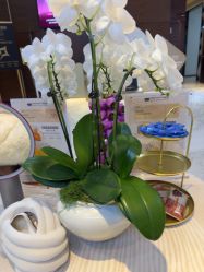 -洁铭新加坡医美