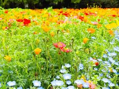 -上海共青森林公园