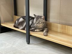 -安安宠医宠物医院·异宠·犬猫内科(岳阳分院)