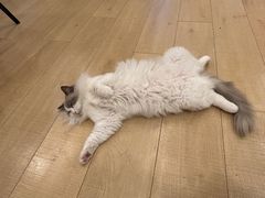 -Let's go狗咖·猫咖·奶狗·桌游(春熙路IFS店)