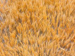 -MEAT MATE 鲜食肉铺(凤凰汇·里巷店)