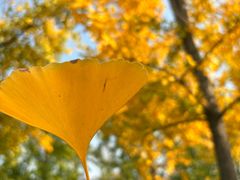 -汉长安城未央宫国家考古遗址公园