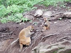 -内乡宝天曼生态旅游区
