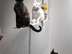 -琪喵猫屋·撸猫猫咖·猫舍