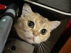 -瑞派福兴宠物医院犬猫全科·骨科·中西医结合(河东店)